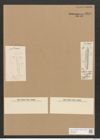 Hantzschia virgata var. ? borealis Grun. (de-Toni-Nr.: Genus 50, Species 2208) Zeichnungen Sammlung Grunow Nr. 4618 (NHMW-BOT-W0372662)